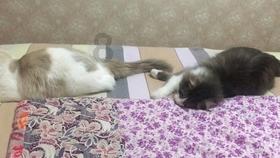 小猫钓鱼游戏龙王版有船